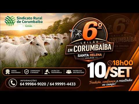 6º LEILÃO DE GADO DE CORTE - SANTA HELENA LEILÕES (Corumbaíba - GO) 10/09/26