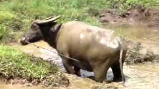 preview picture of video 'Sony Ericsson SATIO video Water Buffalo'
