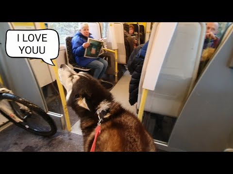 Dog Embarrasses owner daily by Talking to strangers | The Cafe part was Hilarious!