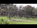 Disney Animal Kingdom Savanna Wildebeest And Giraffe