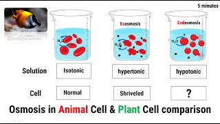 Download the video "Comparison of Osmosis and Tonicity in Animal and Plant Cell"