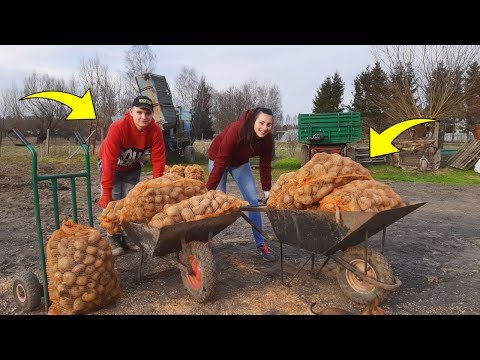 Over 1,300 kg of potatoes from the garden! ☆ We deliver them in 2 wheelbarrows ☆ End of harvesting