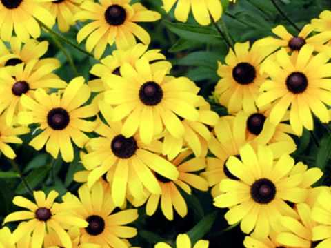 Margarida Perfumada video