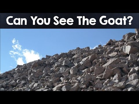 Nobody Can See All The Hidden Animals । Optical Illusions । Brain Teasers [#4]