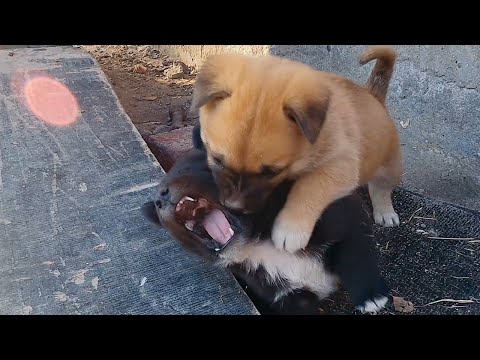 Fighting Puppies，The ferocious puppies won the victory