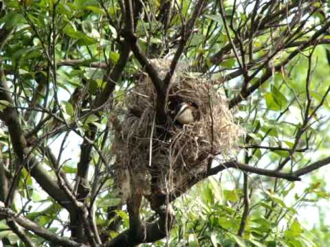 RE: Thryothorus modestus