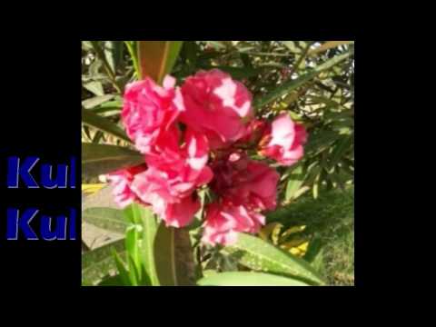 download lagu mp3 mp4 Kublihan Koy Ikaw, download lagu Kublihan Koy Ikaw gratis, unduh video klip Kublihan Koy Ikaw