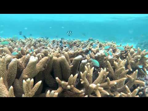 Подводный мир Biyadoo  часть 1