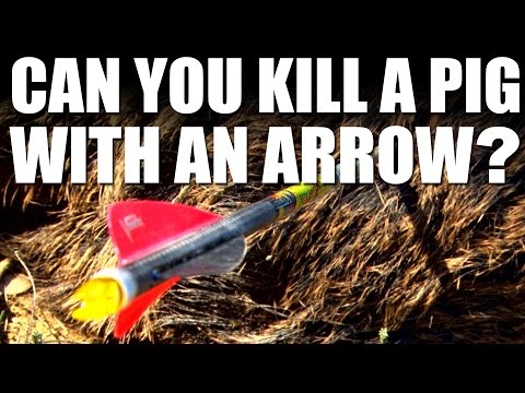 Can you kill a pig with an arrow? Can you kill a pig with an arrow?