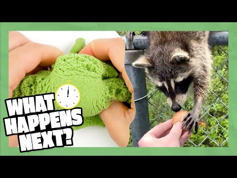 A Silly Seesaw and Fake Snakes | What Happens Next Compilation | Funny Videos