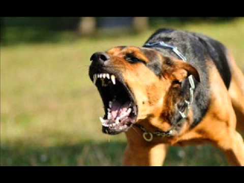 Foyone, Stanpida y Kpo - Katyperros