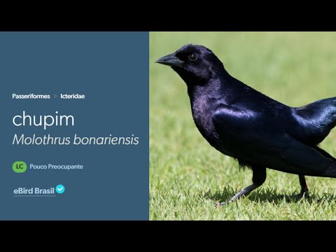 Canto do Chupim | Shiny Cowbird Sing | (Molothrus Bonariensis)