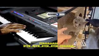 Download lagu Video viral kucing nyanyi !! Lokong Lokong oollaaaaauuuuu , lucu bikin ngakak mp3