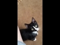 Momma Cat Tux Smokey