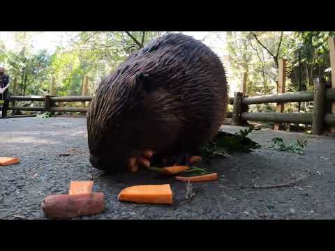 Filbert the Beaver Turns 12