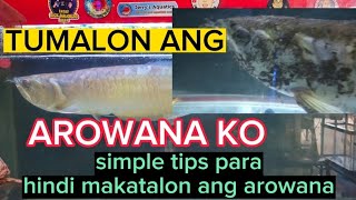 TIPS PARA HINDI MAKATALON ANG AROWANA