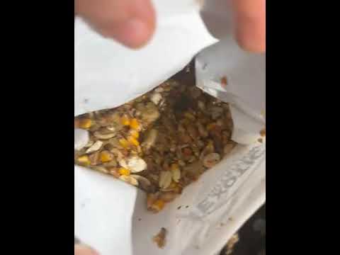 Exotic Nutrition - Bad squirrel complete - Image 2