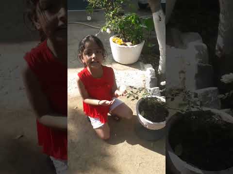 flowering plants of my garden 😊😁😁😍🤩 11/100  #trending #lifeisfun #comedy #funny #viral #funny