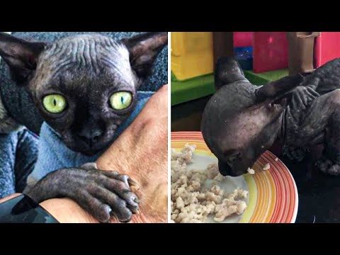 Unique Cat Goes Viral After A Rare Condition Makes Her Look Like A Bat