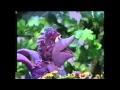 Opening To Pingu Helps With Incubating 2001 VHS