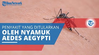 Virus Zika, Penyakit yang Ditularkan dari Infeksi Gigitan Nyamuk Aedes Aegypti