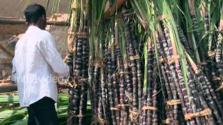 Sugar Cane Selling in Thanjavur