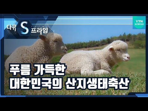 , title : '친환경 동물 복지 실현, 산지생태축산의 시대 🐐ㅣ대한민국 축산의 미래ㅣ1부 [다큐S프라임] / YTN 사이언스'