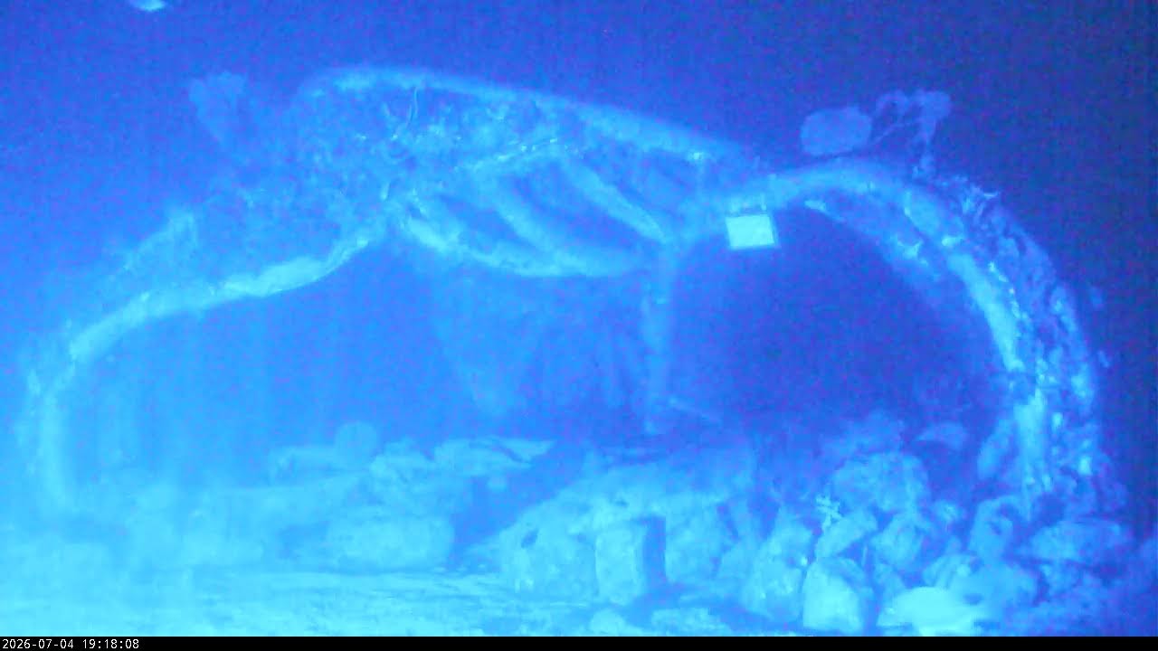 Live webcam view of Cozumel Underwater Reef Cam