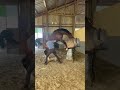 Stallion Collection