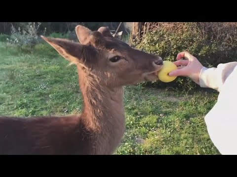 Meet the Deer Living the High Life Under Quarantine