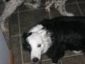 Rememberance Video for My Old Dog
