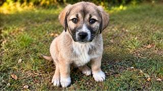 Small Puppy was THROWN AWAY and we COULDN'T LEAVE HER