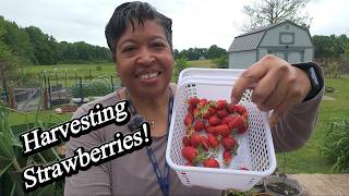 Flower Garden Tour and Harvesting Strawberries!
