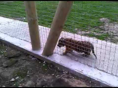 Tigers 3 Weeks old at Wingham Bird Park