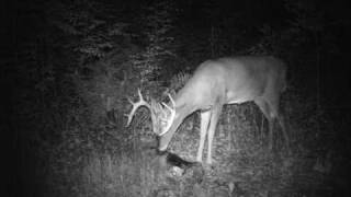 preview picture of video 'FATAL ATTRACTION DEER FEED SUGAR BEET DRAW  www.fatalattractionfeed.com'