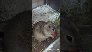 初めてのスイカ#リチャードソンジリス#スイカ#おやつ#もぐもぐ#かわいい#癒し#動物
