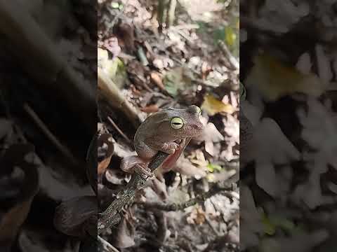 rana platanera, chinacota, norte de Santander
