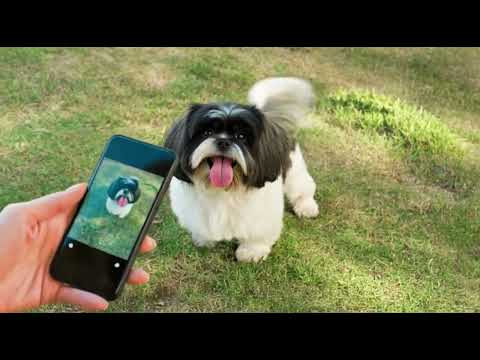 AI Lens: Object Identifier