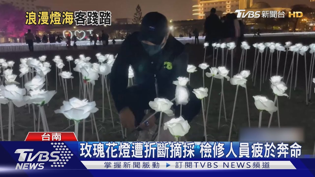 有點距離拍才美！三萬朵浪漫白玫瑰燈海　卻遭踩踏折斷