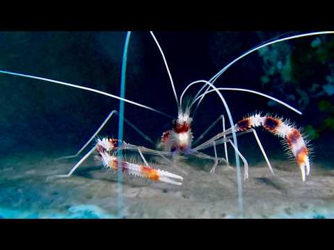 25 Shrimp E - scuba diving video