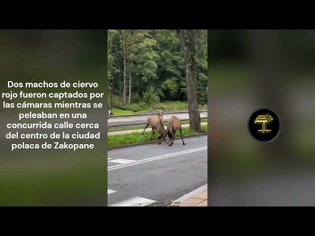 Este vídeo va de animales (y no, no nos referimos a los políticos)