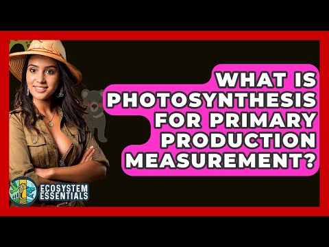 What Is Photosynthesis For Primary Production Measurement? - Ecosystem Essentials
