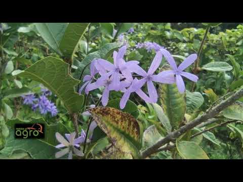 , title : 'Petrea volubilis: petrea o penitente'