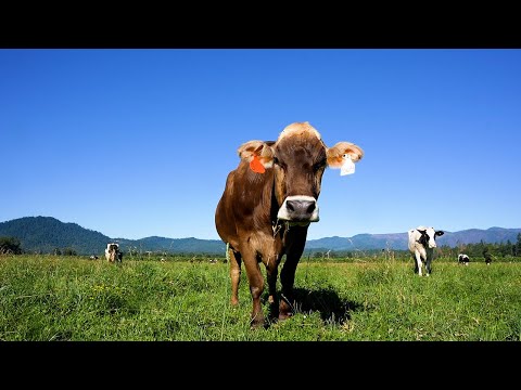 Rogue Creamery produces “world’s best” cheese