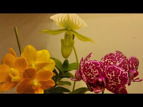 , title : 'Cum și când infloresc orhideele phapilopedium'