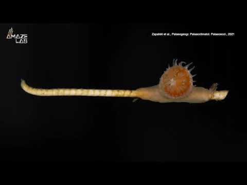 Symbiotic Coral Thought Extinct for 273 Million Years Found In Waters Around Japan