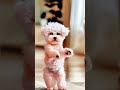 What A Unique Team Of Jumping Dogs Trending Viral Dogs Animals