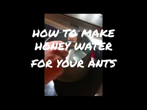 how to make honey water for your ants