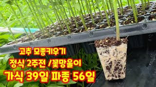 고추모종키우기 육묘일기 괴산청결고추 가식 39일 파종 56일 세븐스타 코레곤 꽃망울 (고추재배방법)