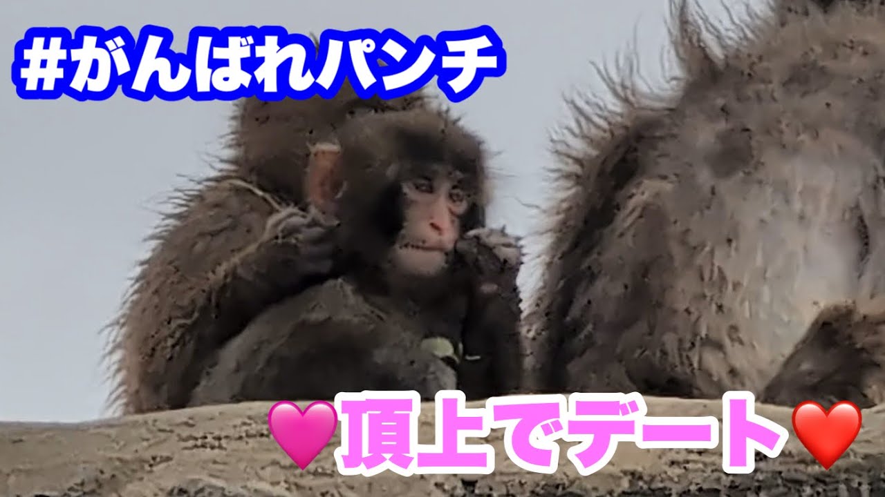 パンチくん、お友達と頂上デート（Punch-kun goes on a date to the mountaintop with his friend.）2026.04.04